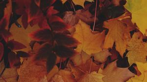 Превью обои листья, осень, желтый, опавшая листва