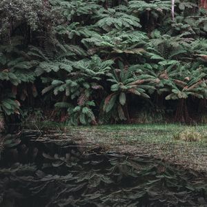Превью обои листья, озеро, отражение, кусты