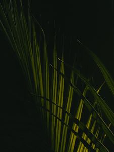 Превью обои листья, пальма, макро, темный