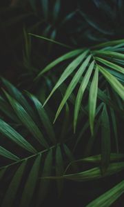 Превью обои листья, пальма, растение, зеленый, макро