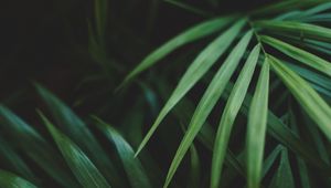 Превью обои листья, пальма, растение, зеленый, макро