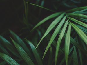 Превью обои листья, пальма, растение, зеленый, макро