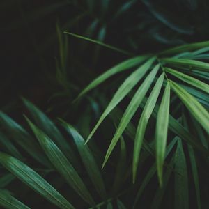 Превью обои листья, пальма, растение, зеленый, макро