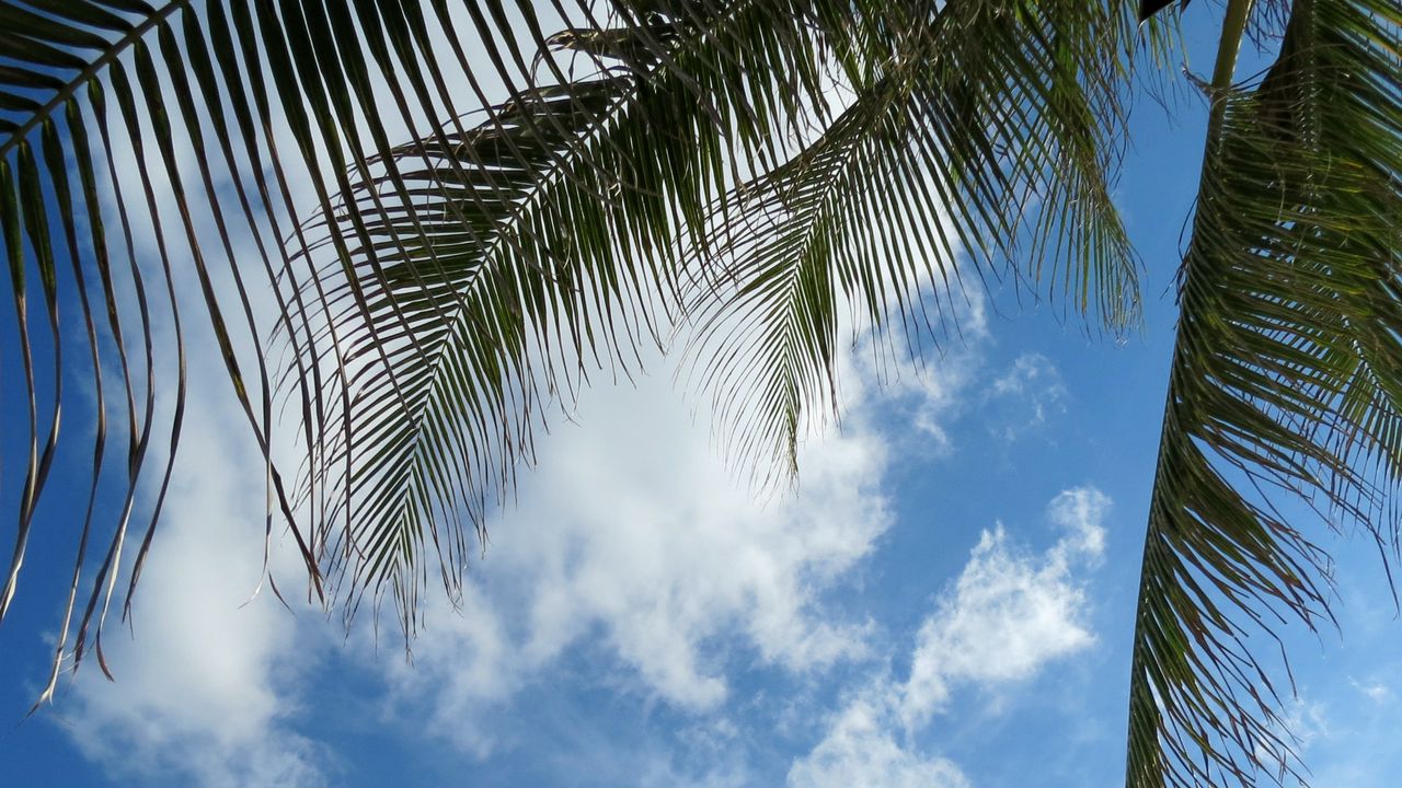 Обои листья, пальма, ветки, небо, облака