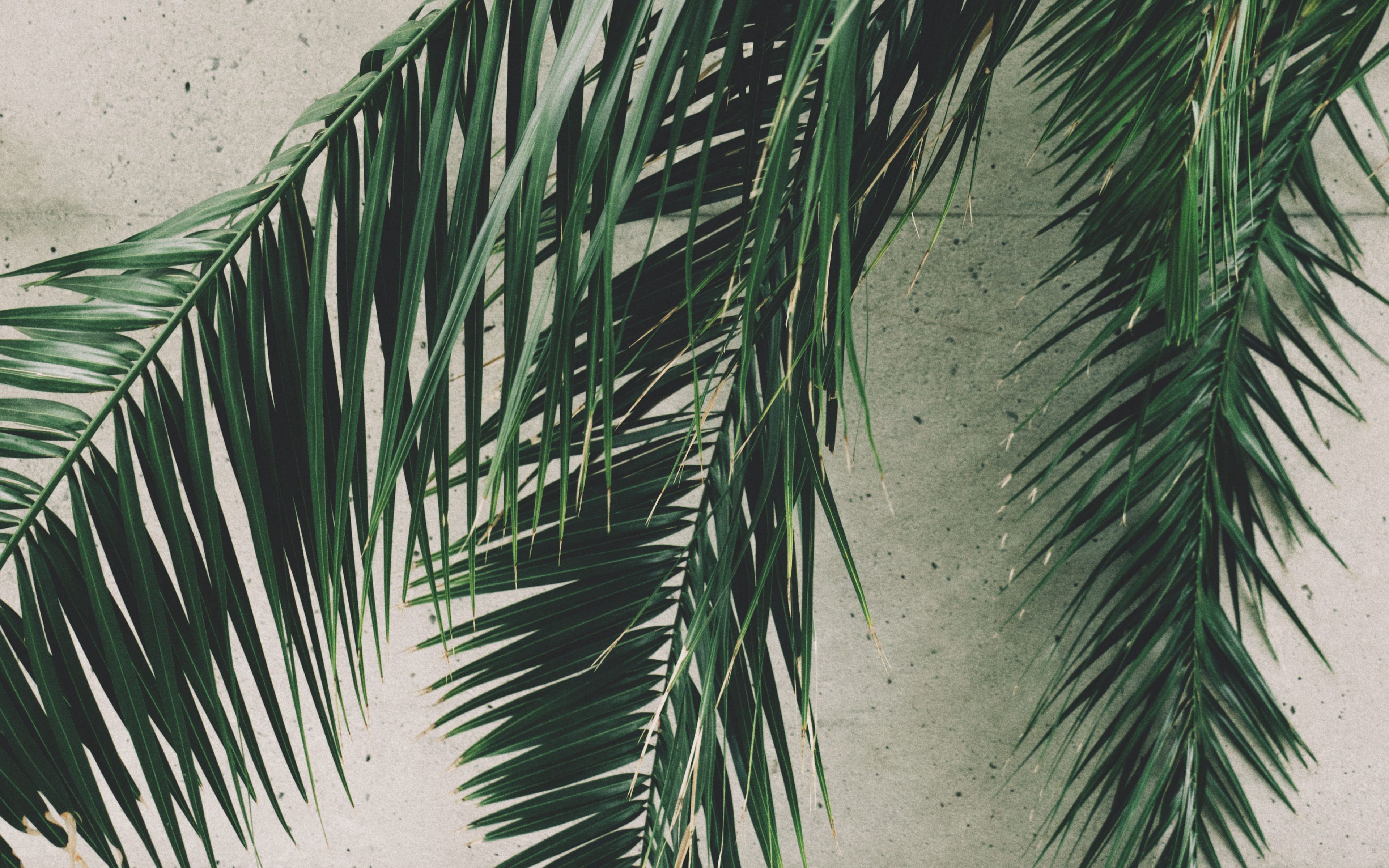 Разорванные пальмовые листья