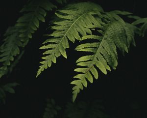 Превью обои листья, папоротник, растение, зеленый, макро