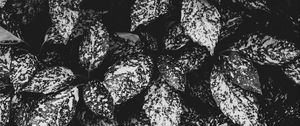 Превью обои листья, пятнистый, чб, растение, серый