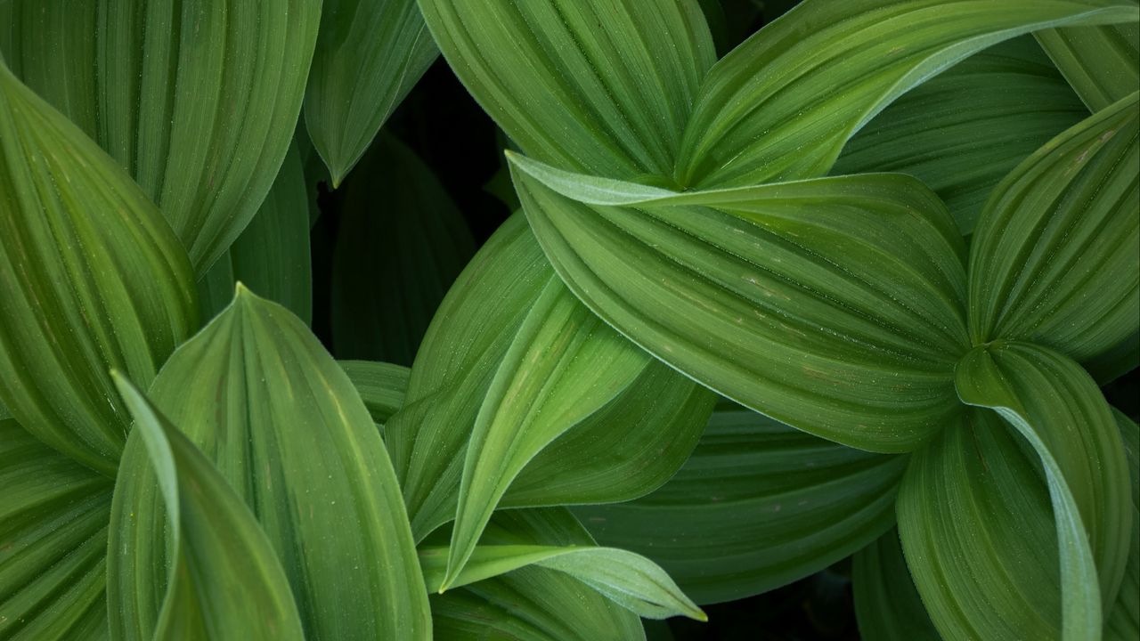 Обои листья, полосы, зеленый, растение