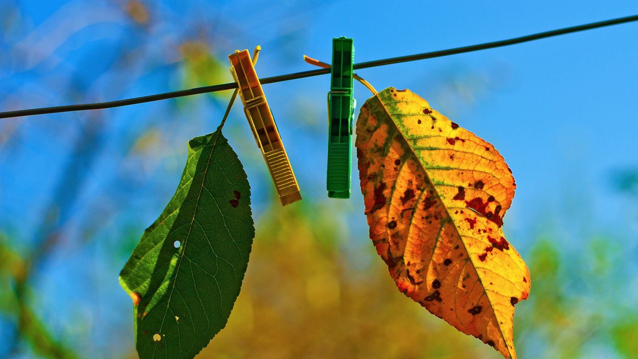Обои листья, прищепки, осень, опавший