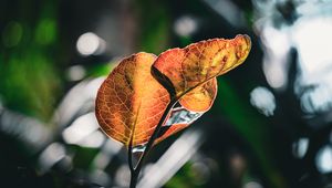 Превью обои листья, прожилки, макро, ветка, размытие