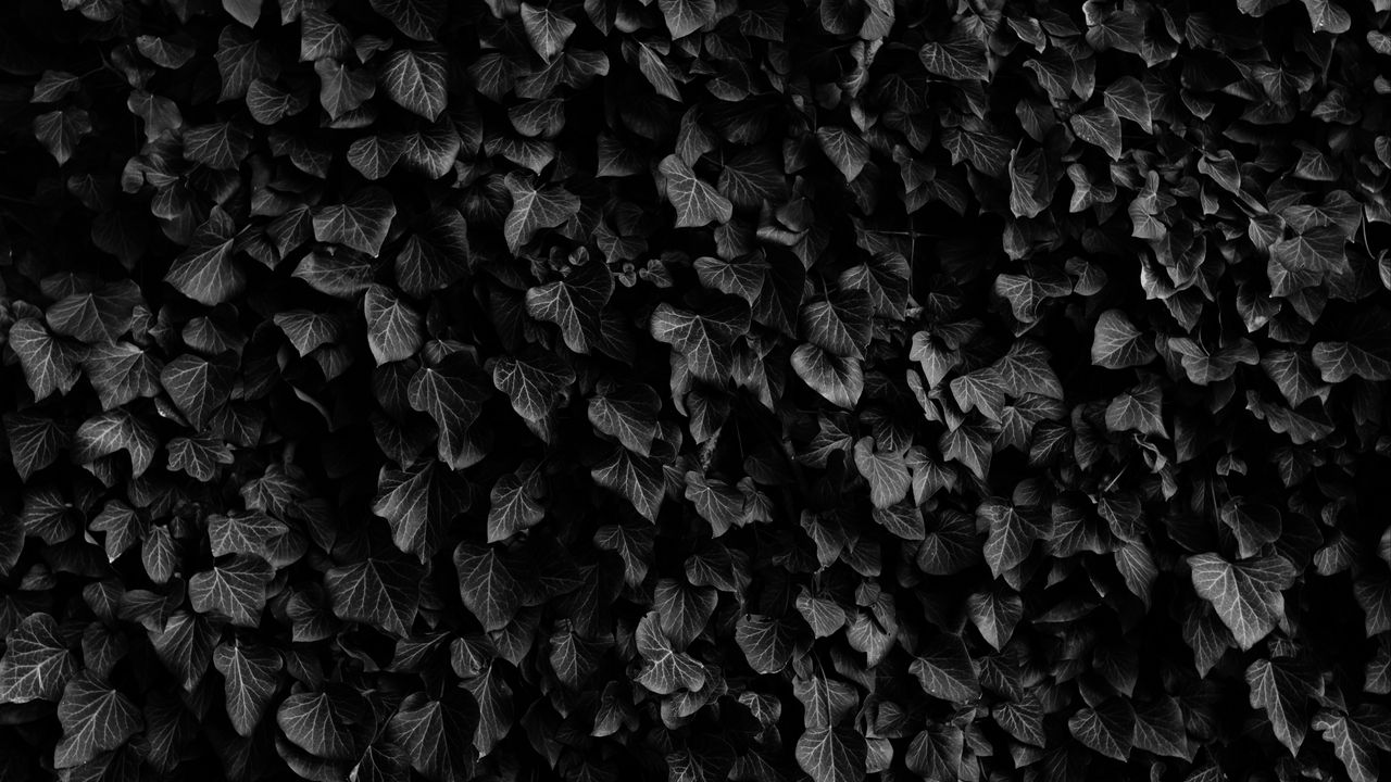 Обои листья, прожилки, растения, темный