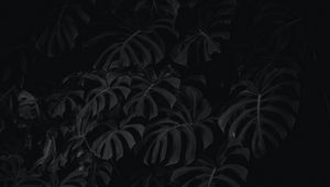 Превью обои листья, растение, чб