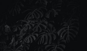 Превью обои листья, растение, чб