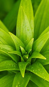 Превью обои листья, растение, дождь, капли, макро, зеленый