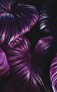 Превью обои листья, растение, фиолетовый