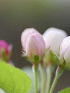 Превью обои листья, растение, яблоня, зелень, ветка, цвет