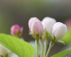 Превью обои листья, растение, яблоня, зелень, ветка, цвет