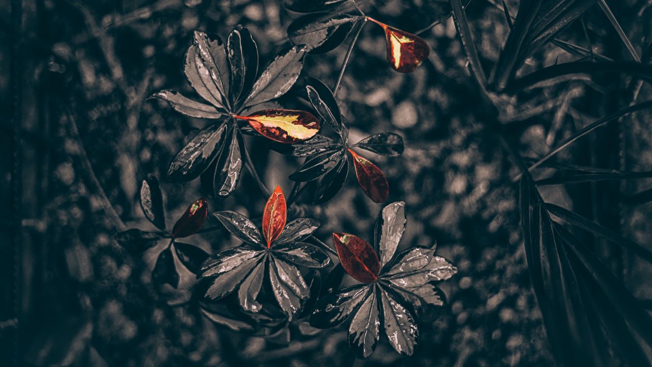 Обои листья, растение, капли, черный