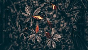 Превью обои листья, растение, капли, черный