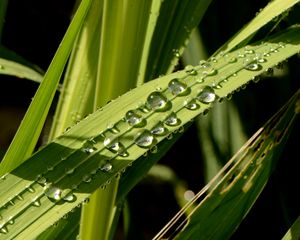 Превью обои листья, растение, капли, мокрый, зеленый, макро