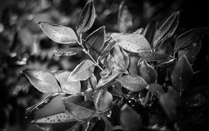 Превью обои листья, растение, капли, дождь, макро, черно-белый