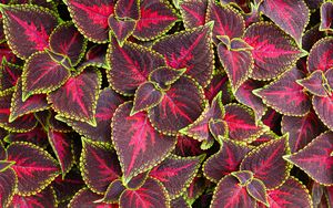 Превью обои листья, растение, колеус, красный, зеленый