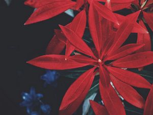 Превью обои листья, растение, красный