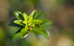 Превью обои листья, растение, крупным планом, зеленый