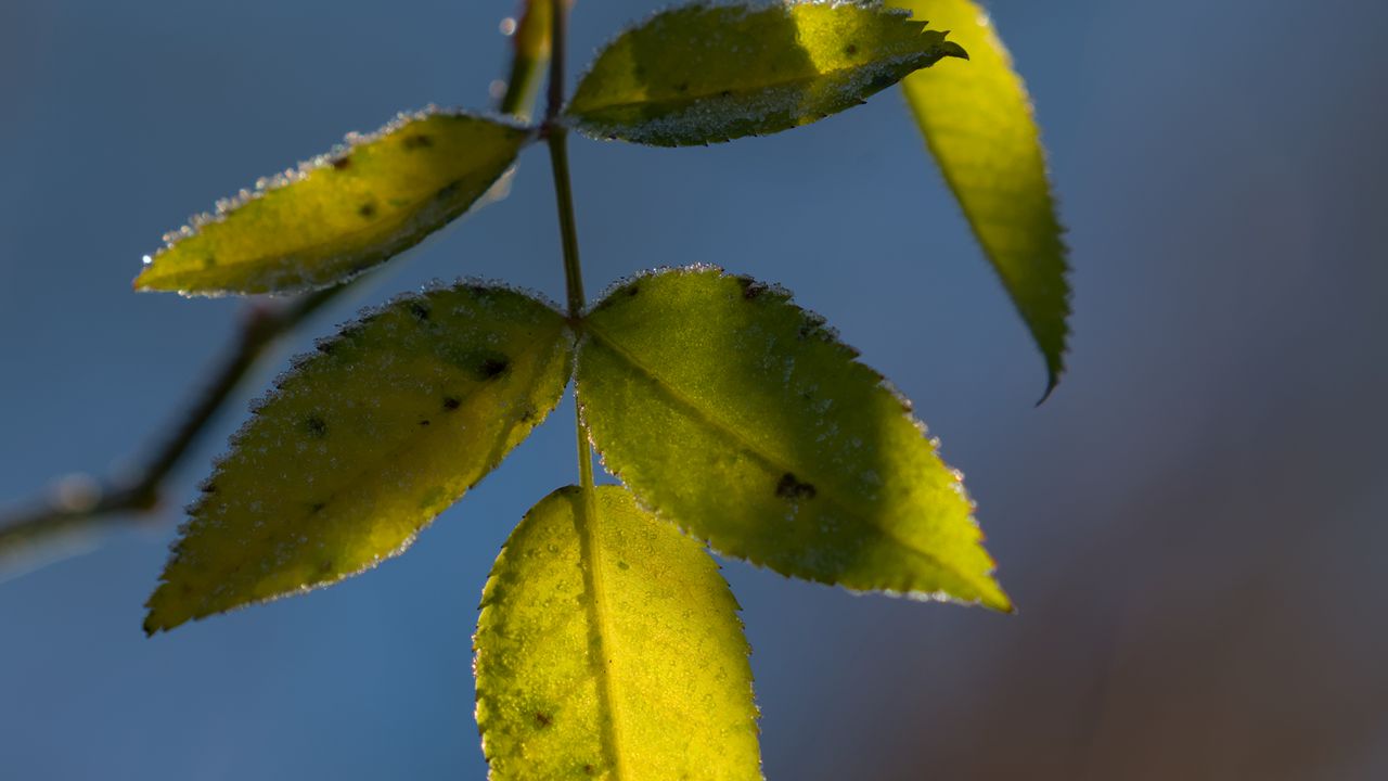 Обои листья, растение, макро, мороз, зеленый