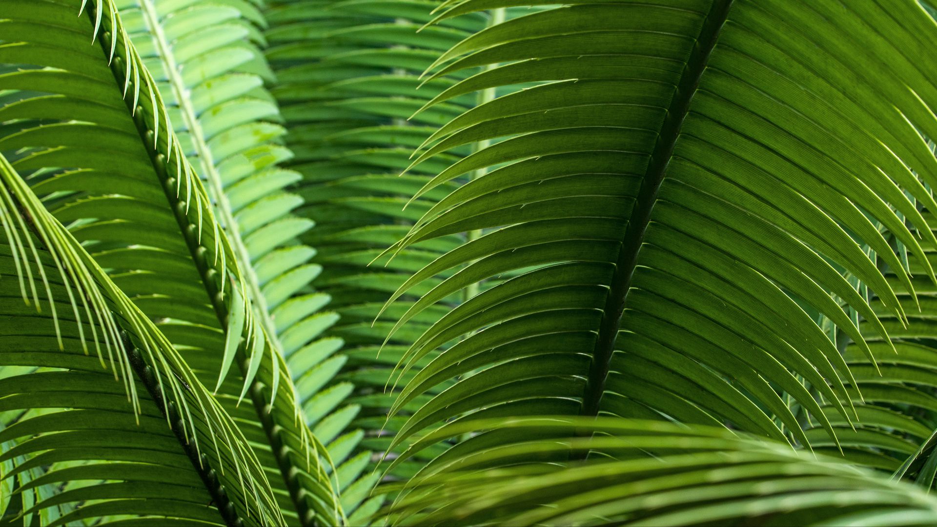 Розмарин фото растения крупным планом листья