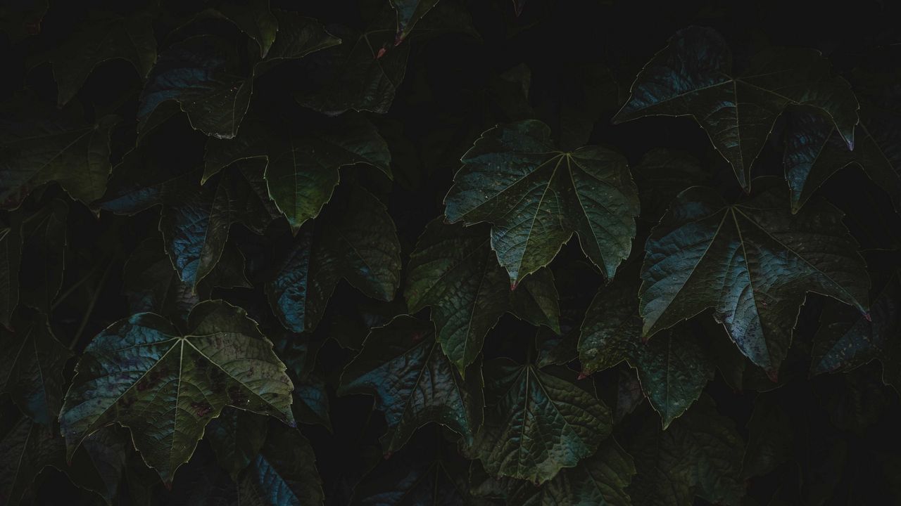 Обои листья, растение, макро, темный, зеленый