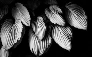 Превью обои листья, растение, макро, черно-белый