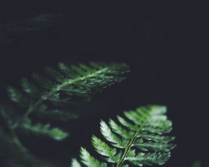 Превью обои листья, растение, макро, темный, папоротник