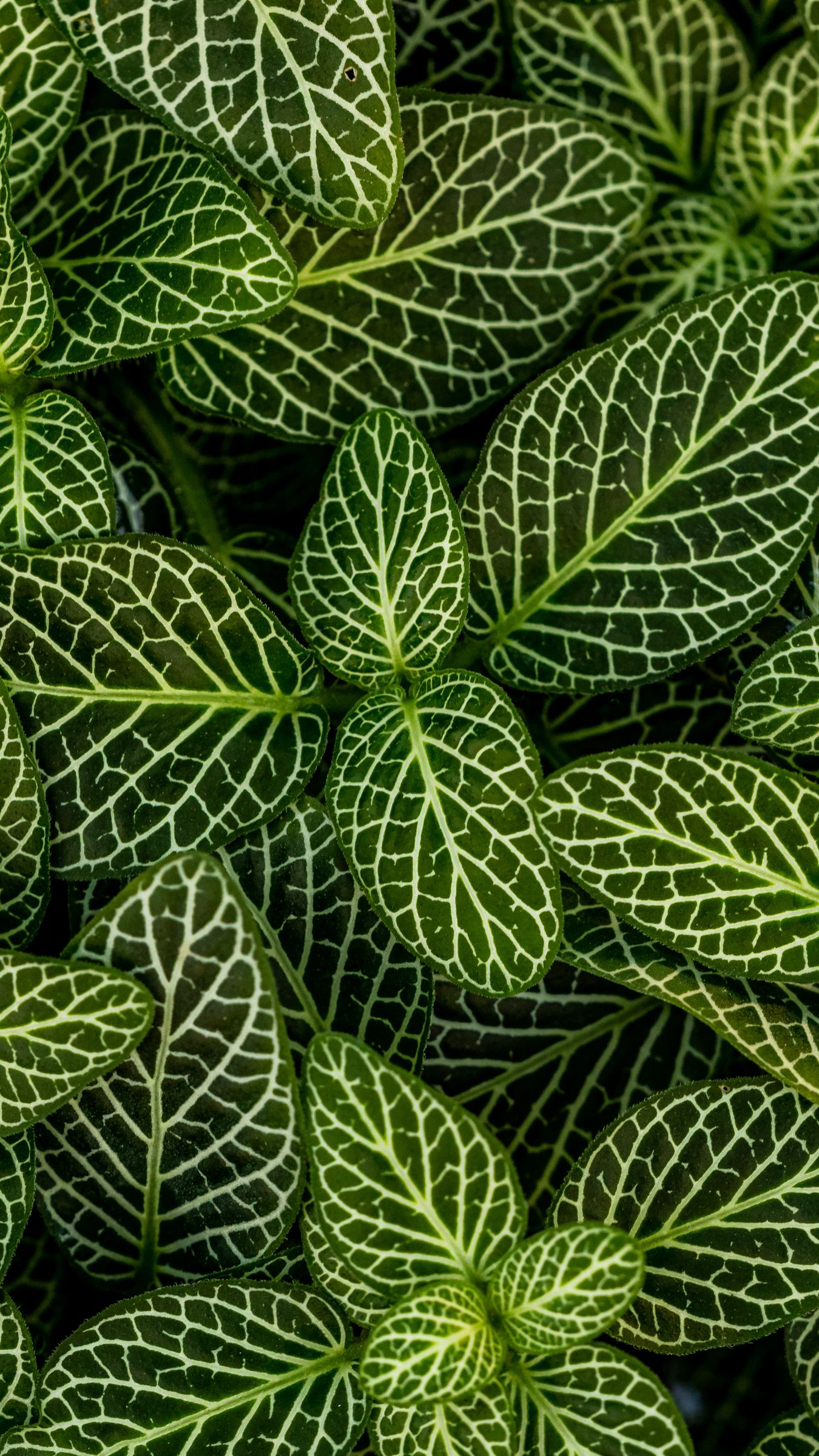 полосатые комнатные растения фото