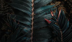 Превью обои листья, растение, резной, экзотический