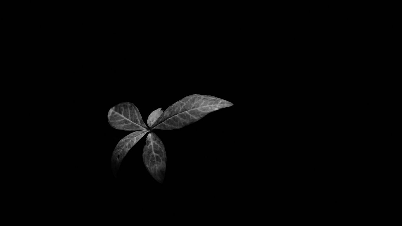 Обои листья, растение, темнота, черно-белый