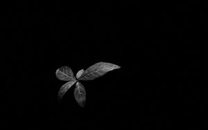 Превью обои листья, растение, темнота, черно-белый