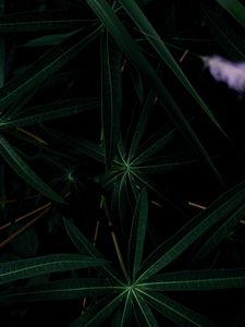 Превью обои листья, растение, темный, зеленый
