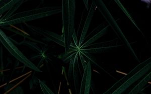 Превью обои листья, растение, темный, зеленый