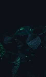 Превью обои листья, растение, темный, зеленый, тени