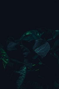 Превью обои листья, растение, темный, зеленый, тени