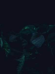 Превью обои листья, растение, темный, зеленый, тени