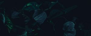 Превью обои листья, растение, темный, зеленый, тени
