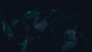 Превью обои листья, растение, темный, зеленый, тени