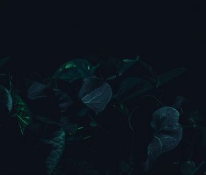Превью обои листья, растение, темный, зеленый, тени