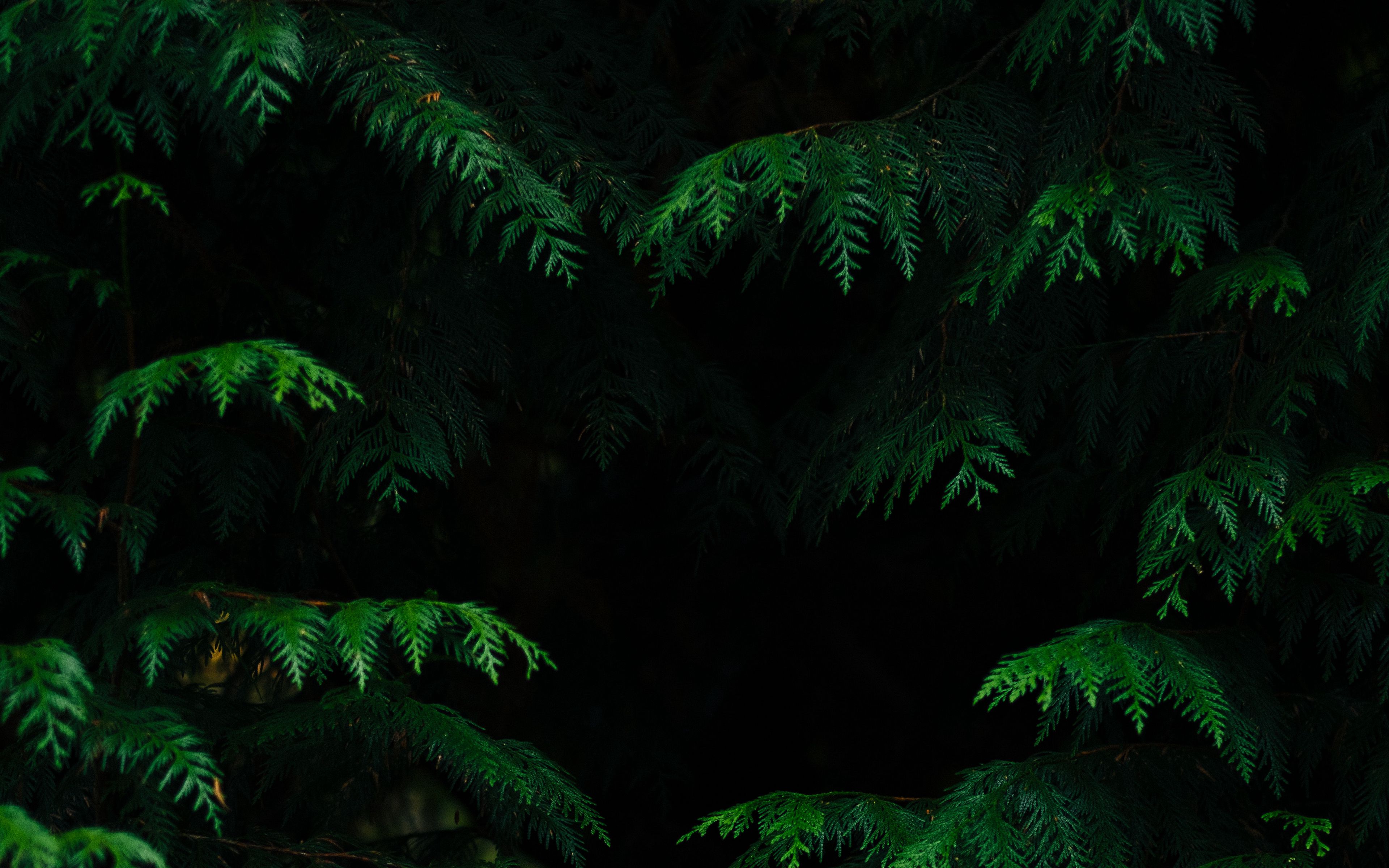 Тропический лес ночью