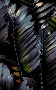 Превью обои листья, растение, темный, ветки, пальма