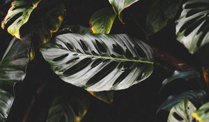 Превью обои листья, растение, темный, глянцевый, тропический, экзотический