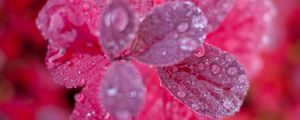 Превью обои листья, растение, вода, капли, макро