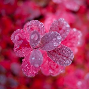 Превью обои листья, растение, вода, капли, макро